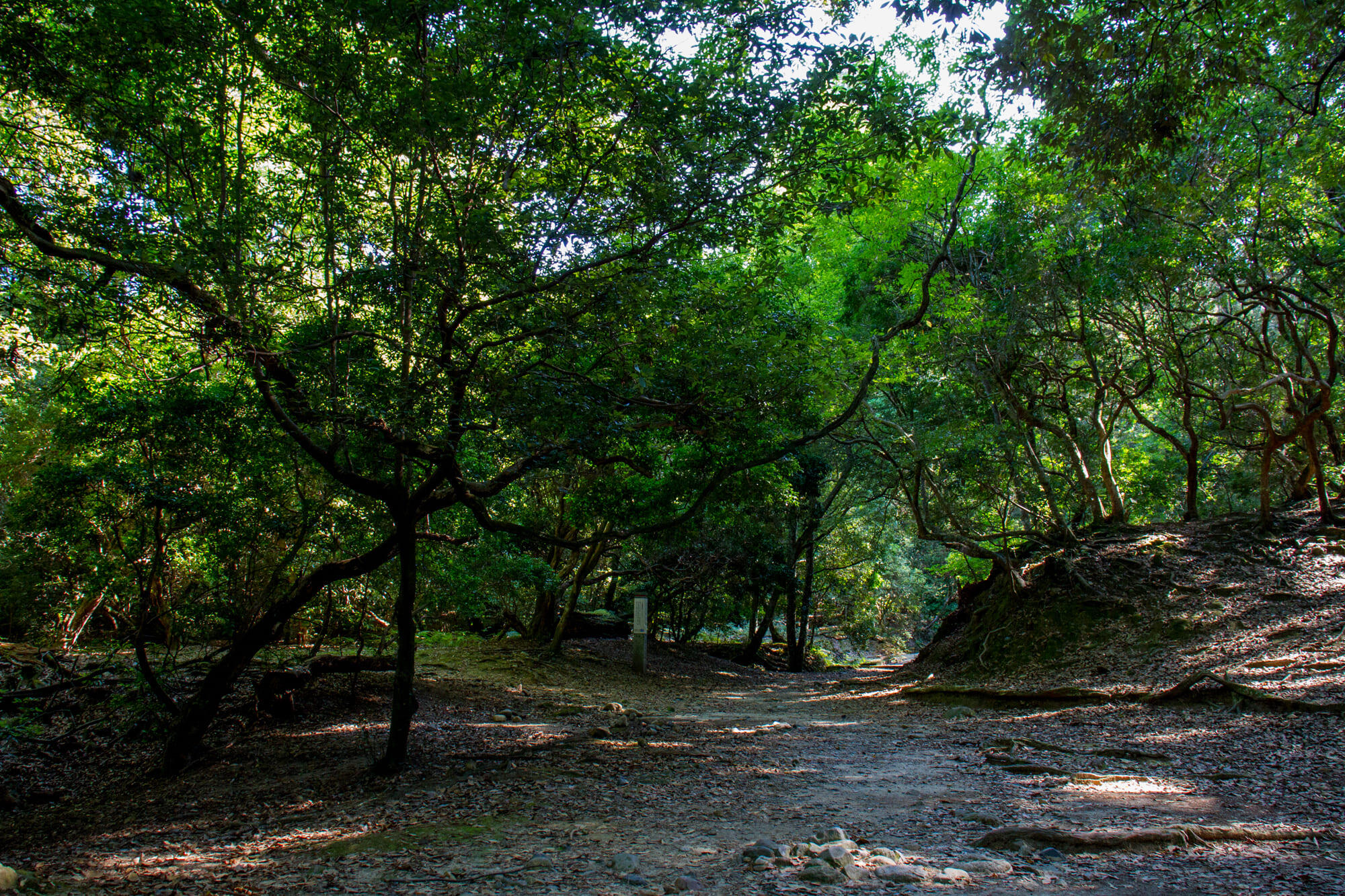 下の禰宜道（ささやきの小径）