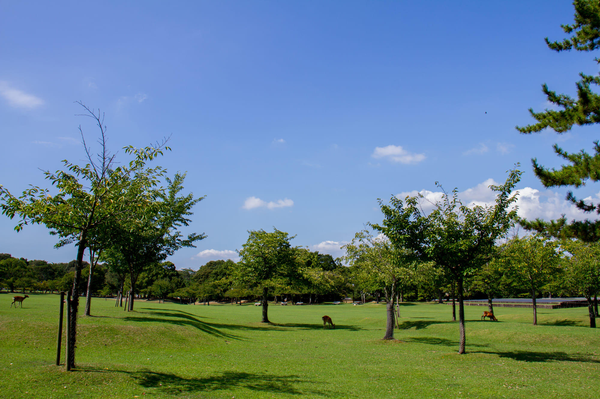 奈良公園
